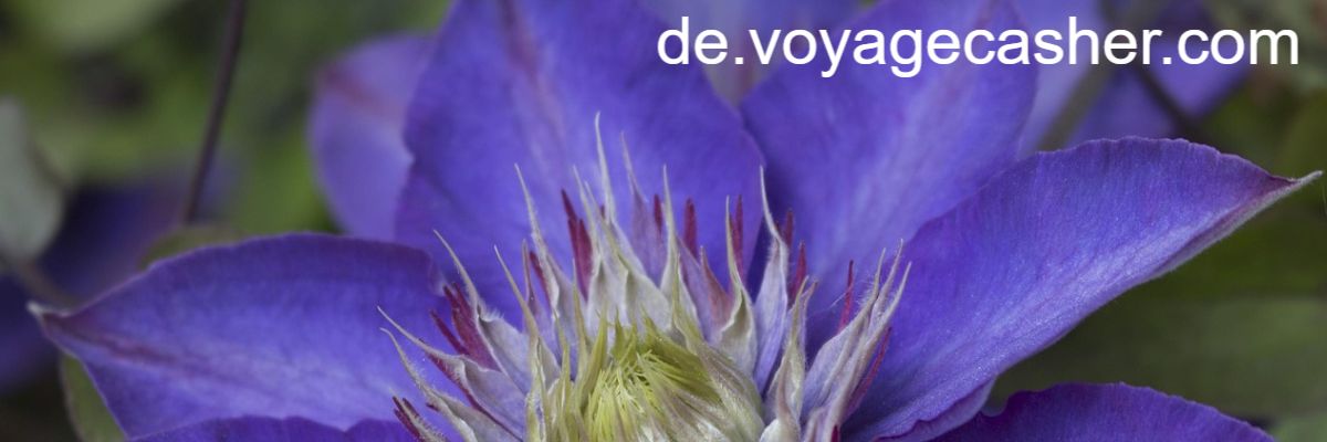 de.voyagecasher.com